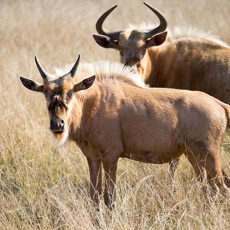 Plettenberg Bay Game Reserve: The Baroness Safari Lodge 외부 사진