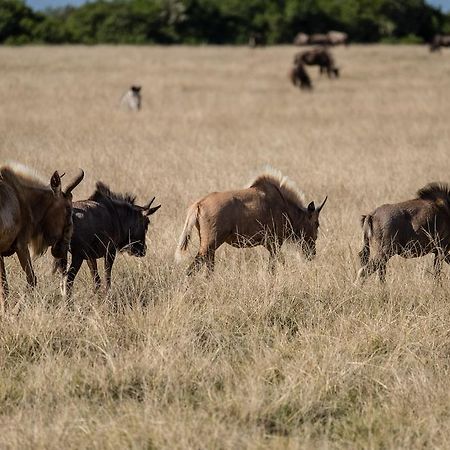 Plettenberg Bay Game Reserve: The Baroness Safari Lodge 외부 사진
