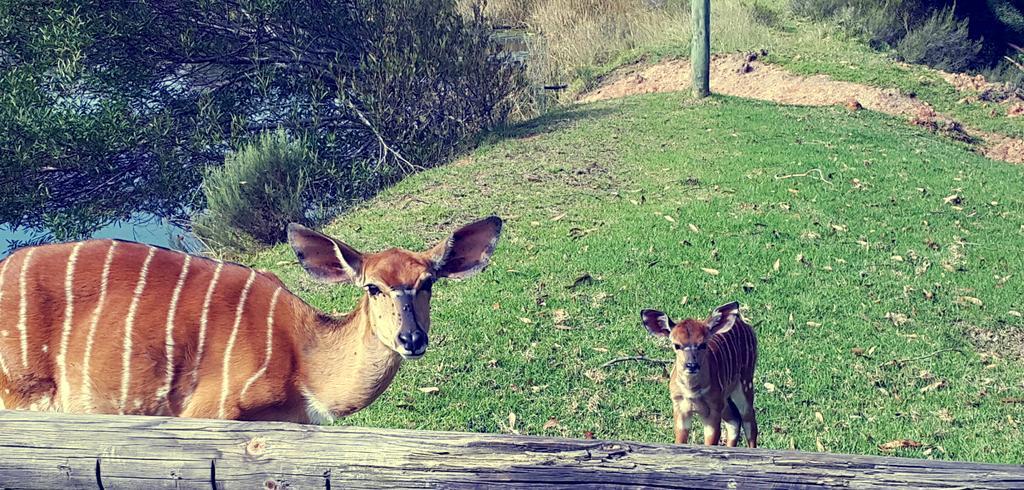 Plettenberg Bay Game Reserve: The Baroness Safari Lodge 외부 사진
