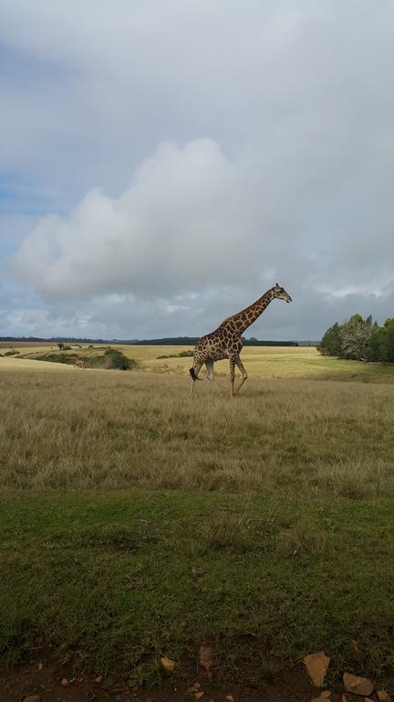 Plettenberg Bay Game Reserve: The Baroness Safari Lodge 외부 사진