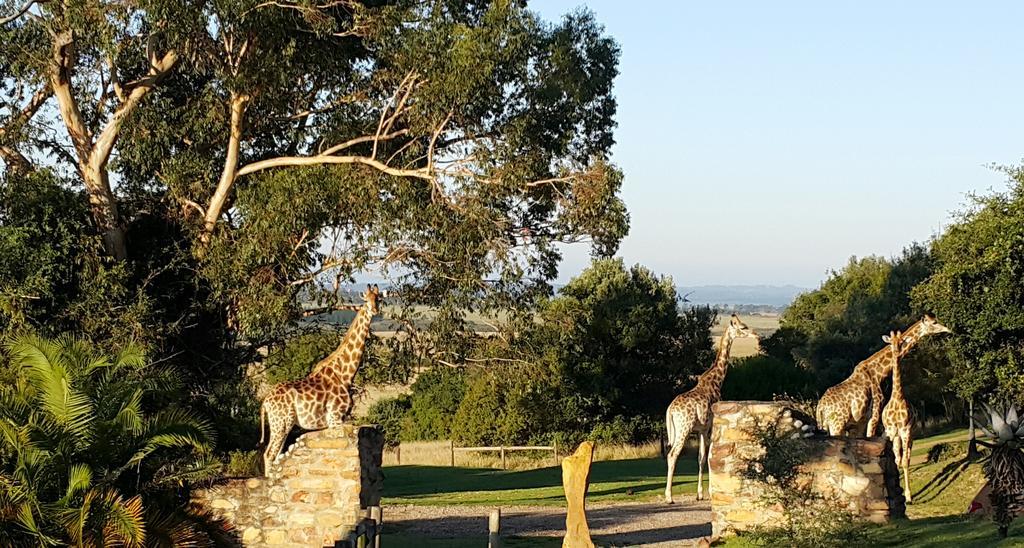 Plettenberg Bay Game Reserve: The Baroness Safari Lodge 외부 사진