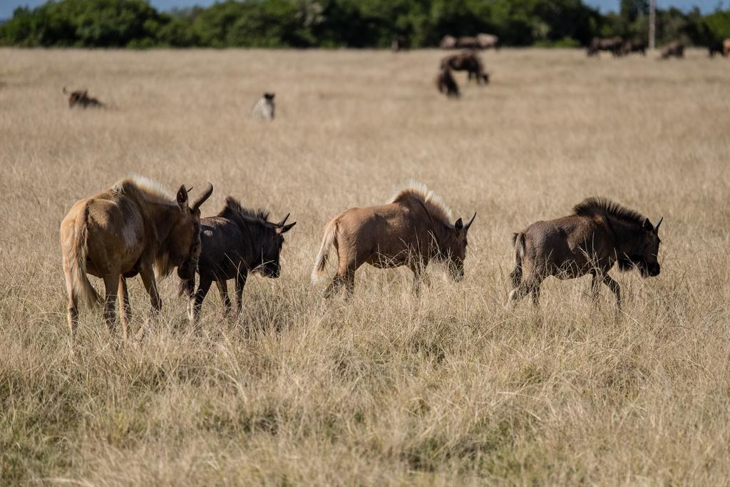 Plettenberg Bay Game Reserve: The Baroness Safari Lodge 외부 사진