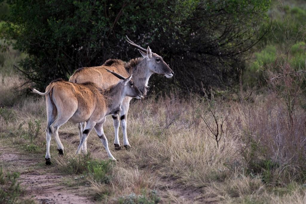 Plettenberg Bay Game Reserve: The Baroness Safari Lodge 외부 사진