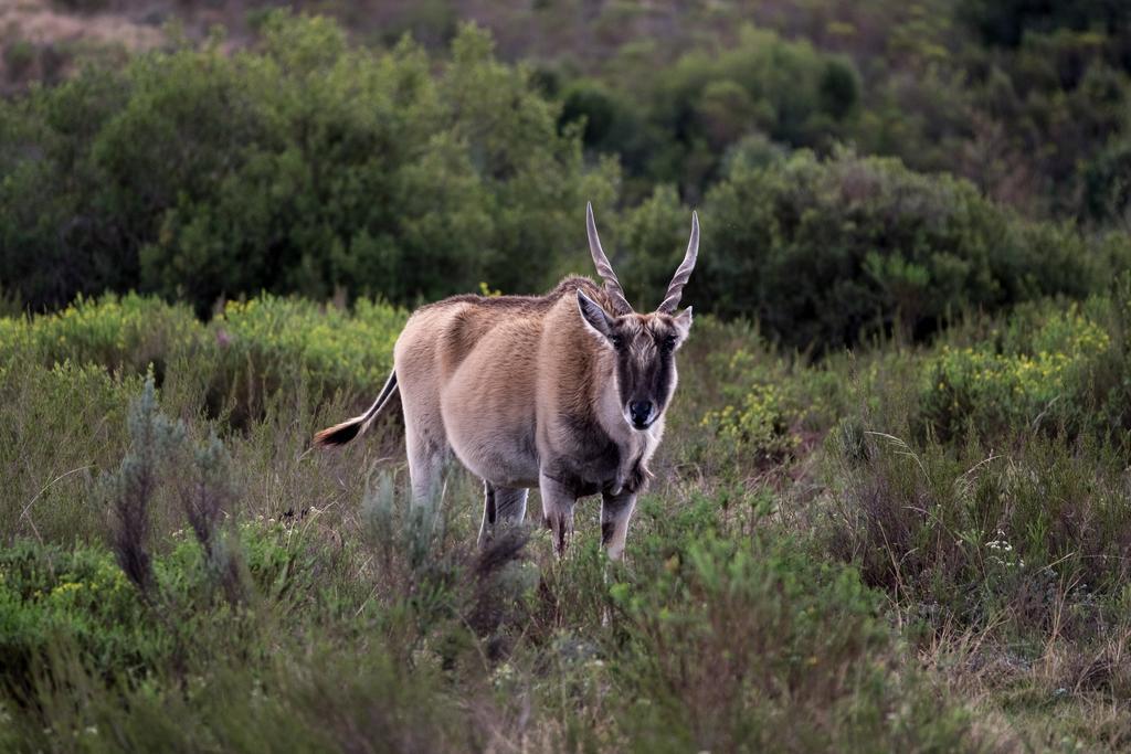 Plettenberg Bay Game Reserve: The Baroness Safari Lodge 외부 사진