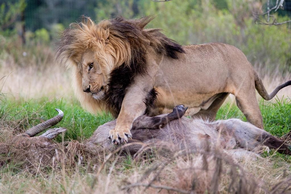 Plettenberg Bay Game Reserve: The Baroness Safari Lodge 외부 사진