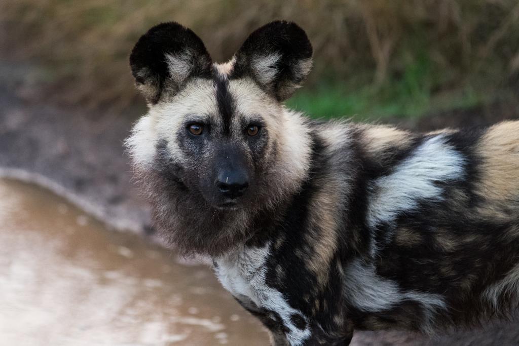 Plettenberg Bay Game Reserve: The Baroness Safari Lodge 외부 사진