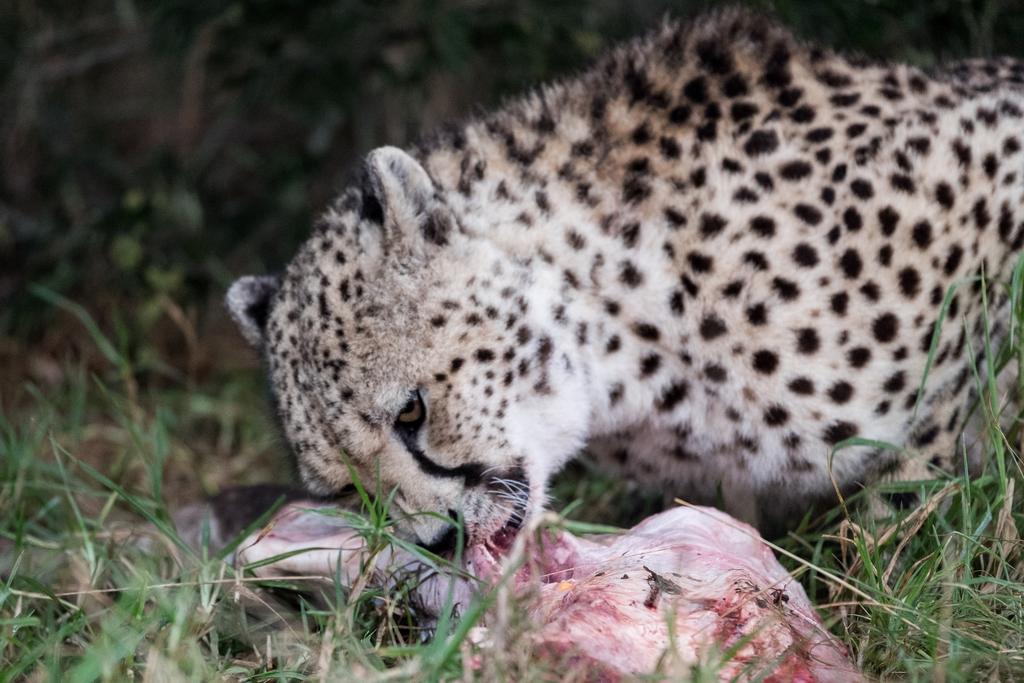 Plettenberg Bay Game Reserve: The Baroness Safari Lodge 외부 사진