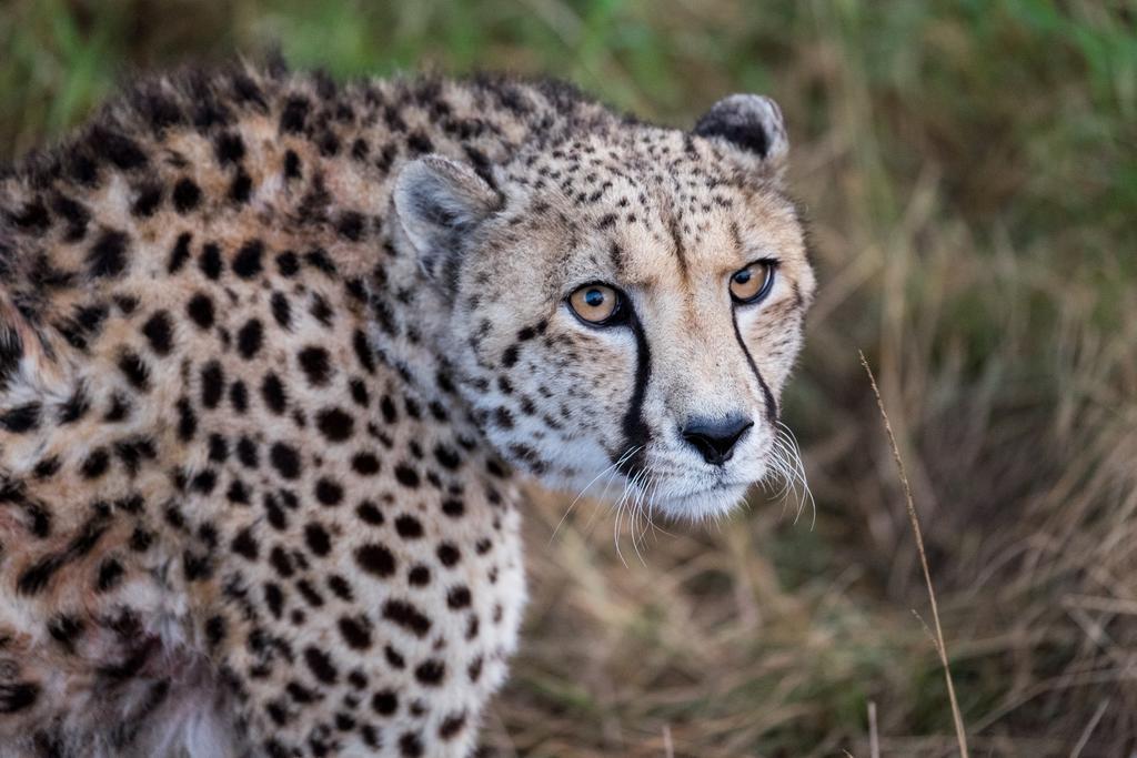 Plettenberg Bay Game Reserve: The Baroness Safari Lodge 외부 사진