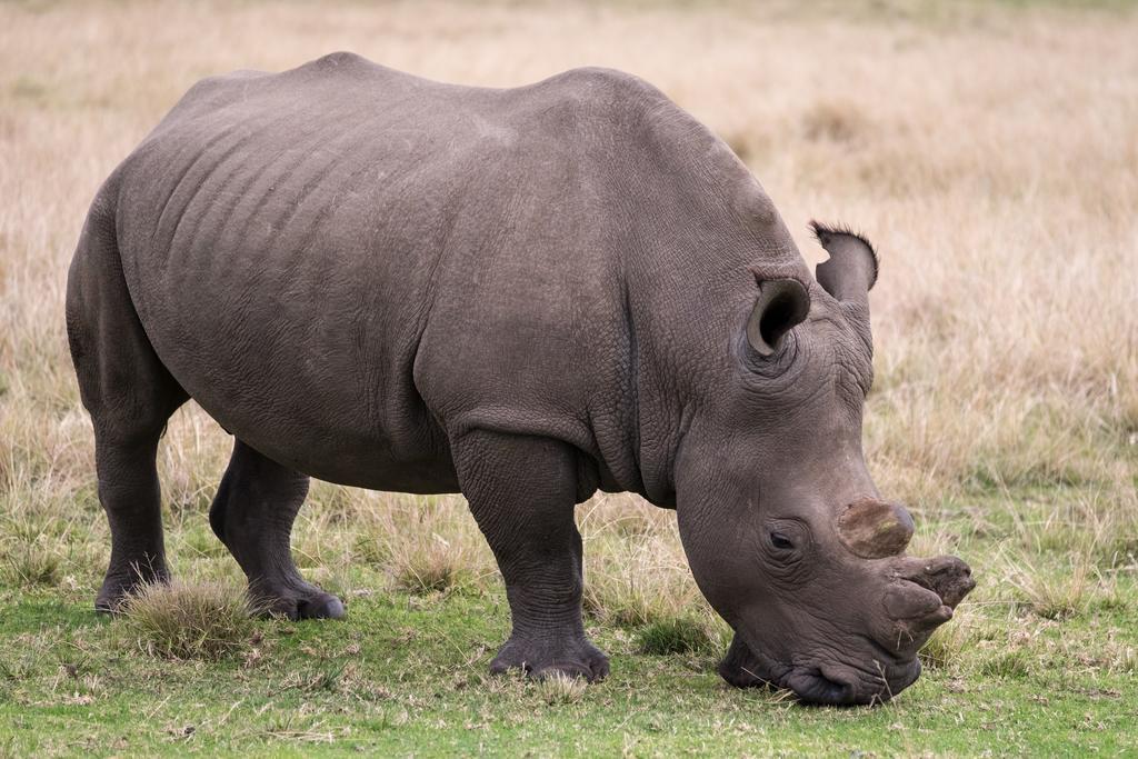 Plettenberg Bay Game Reserve: The Baroness Safari Lodge 외부 사진