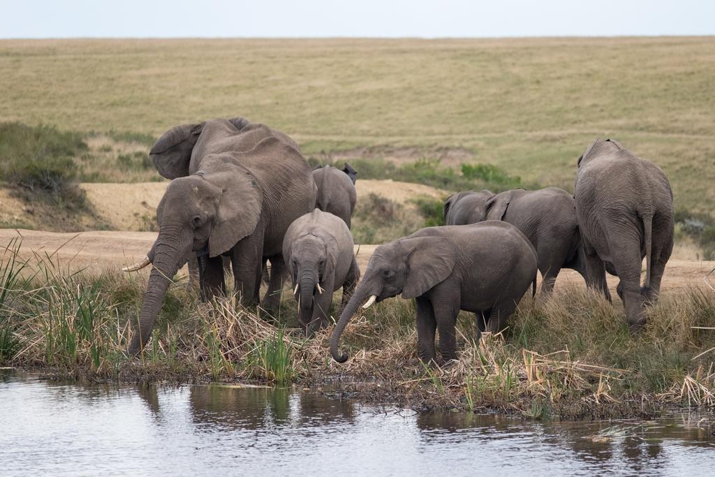 Plettenberg Bay Game Reserve: The Baroness Safari Lodge 외부 사진
