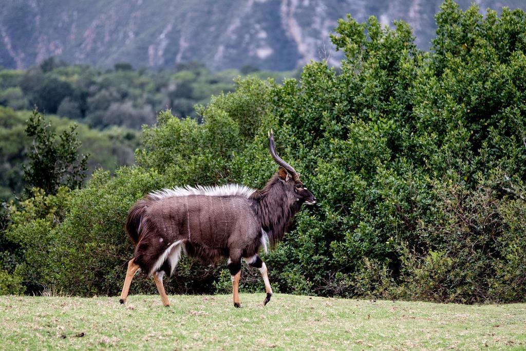 Plettenberg Bay Game Reserve: The Baroness Safari Lodge 외부 사진